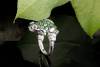 Tier Motiv Ring FROSCH 750 Weißgold Tsavorite Rubine 