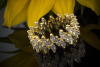 Faszinierender Ring mit Navette Diamanten rundum in 750er Gelbgold Größe 62 